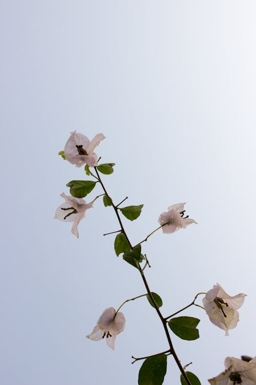 Free Close-Up Shot of White Bougainvilleas in Bloom Stock Photo