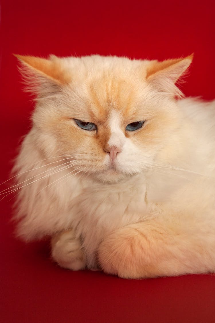 Portrait Of Fluffy Ginger Cat