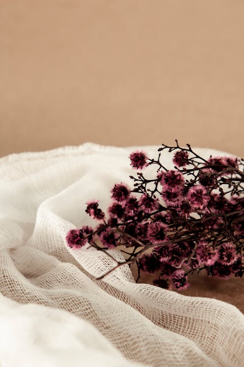 꽃무늬, 꽃잎, 마른 꽃의 무료 스톡 사진