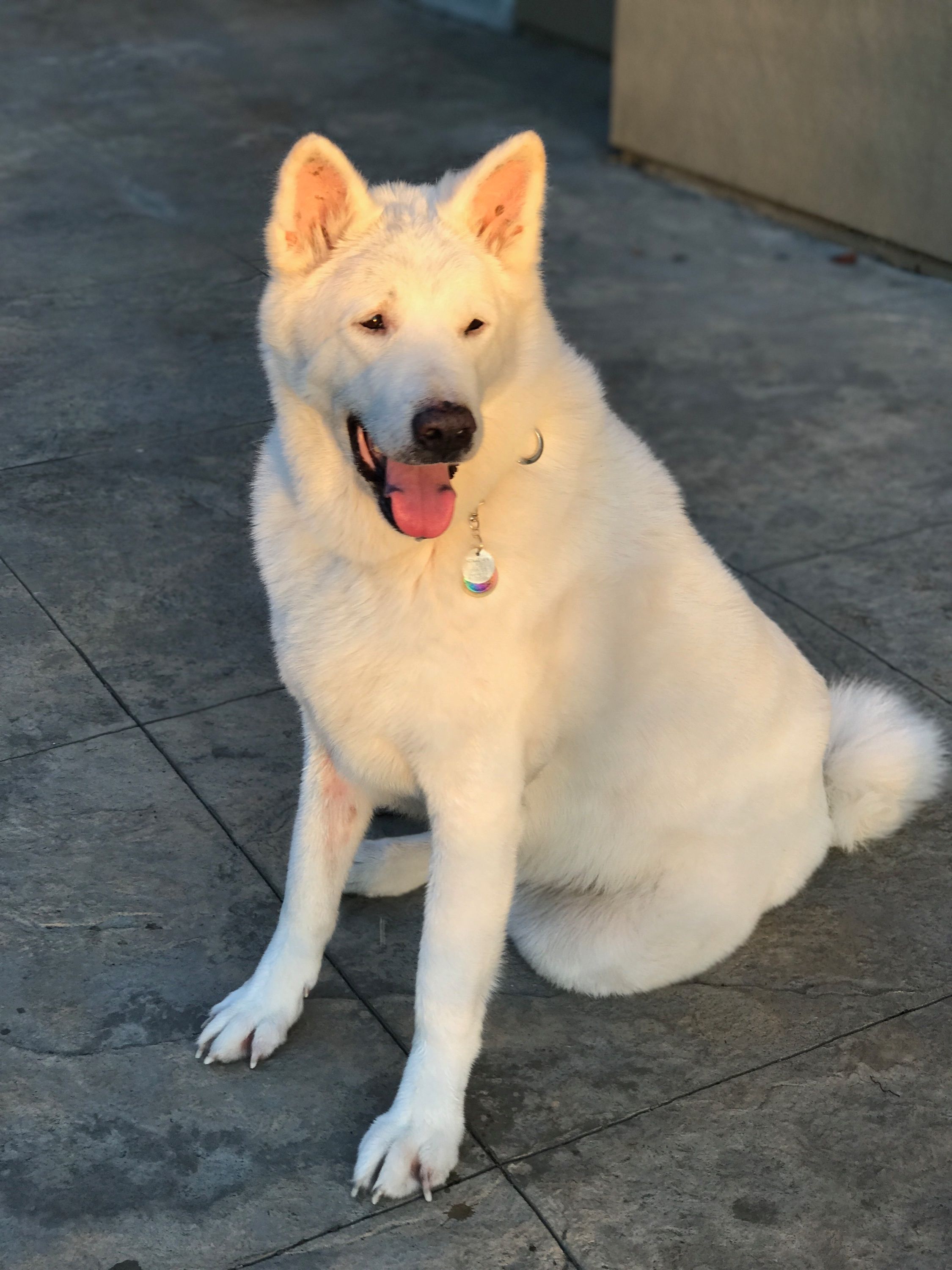 Brain Training for Dogs - pets review 2026