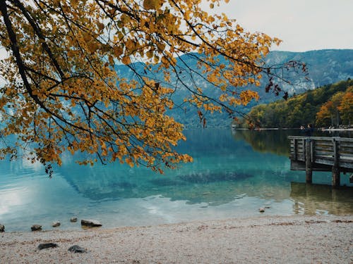 Imagine de stoc gratuită din arbori, calm, coastă