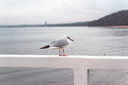 無料 白い木製の手すりに腰掛けて灰色と白の鳥の写真 写真素材