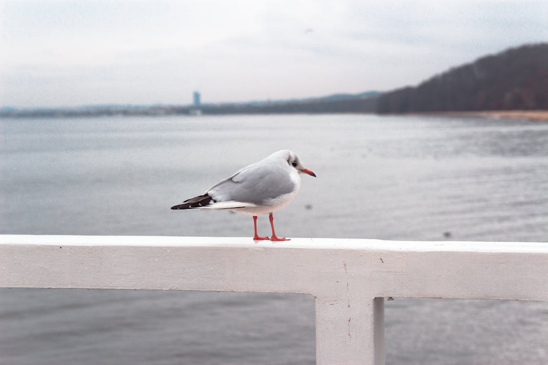 Free Photo of Gray and White Bird Perched on White Wooden Railing Stock Photo
