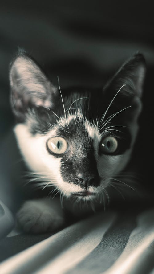 Free Black and White Cat in Close Up Photography Stock Photo