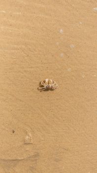 A small crab on a sandy beach in Lagos, Nigeria, showcasing marine life.