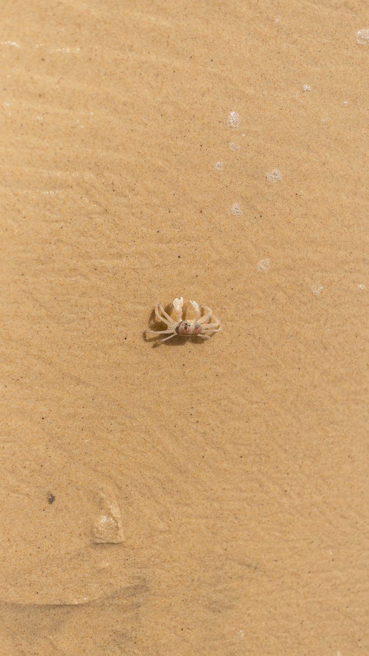 A Crab On The Beach Sand