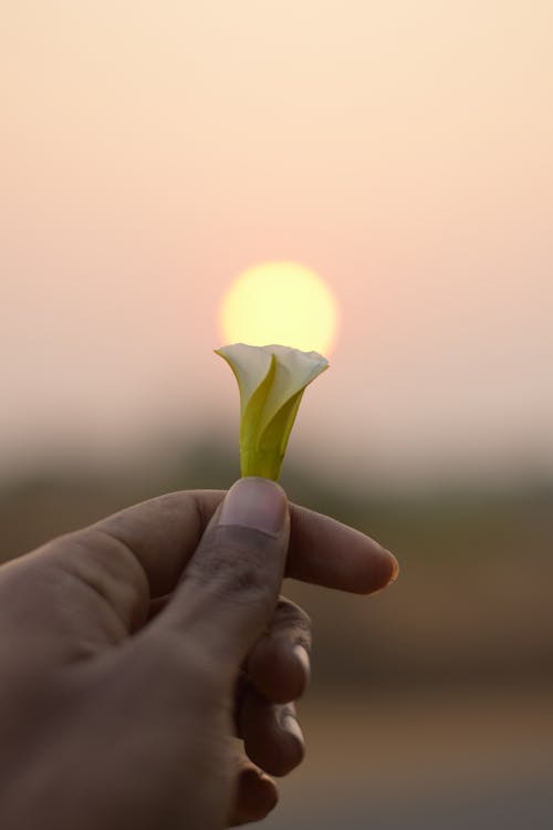 Безкоштовне стокове фото на тему «великий палець, Захід сонця, квітка»
