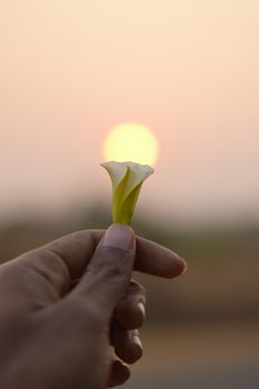 A hand holds a flower against a serene sunrise in Sonepur, India, capturing a tranquil moment.
