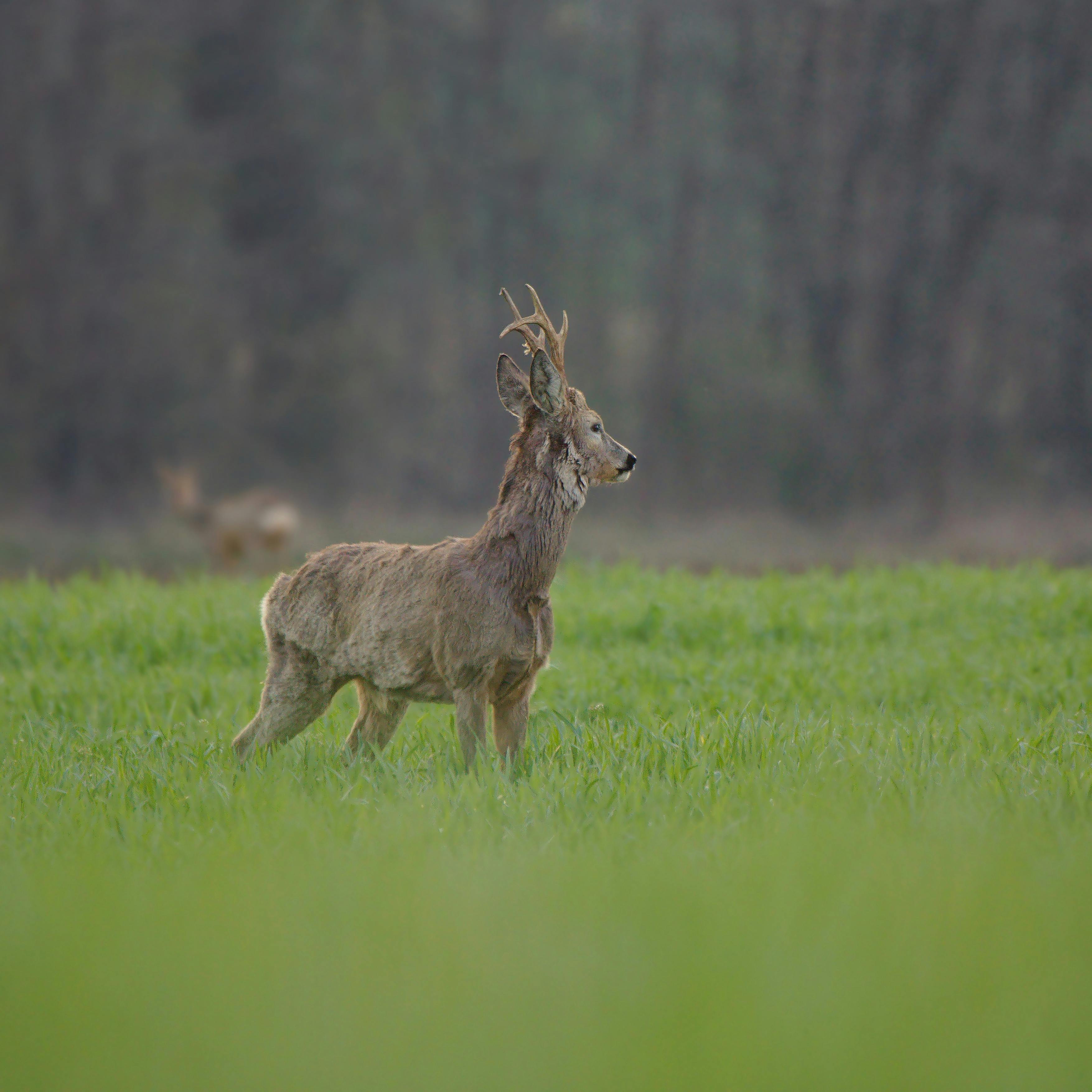grátis Foto profissional grátis de animais selvagens, animal, animal selvagem Foto profissional