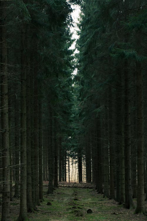 Tall Trees in a Forest