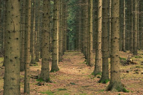 Free A serene view of tall evergreen trees in a dense forest capturing nature's tranquility. Stock Photo