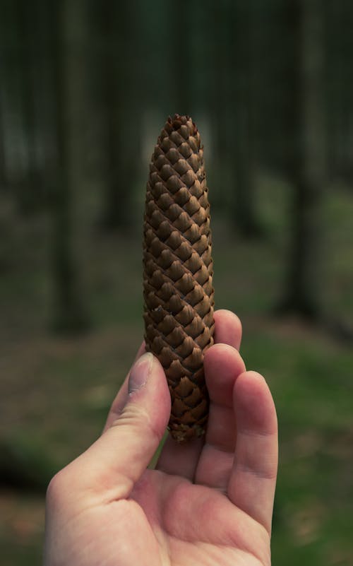 Close-Up Shot of a Person Holding a Pine Cone