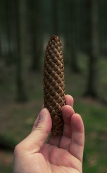 A close-up shot of a hand holding a pine cone in a serene forest setting.