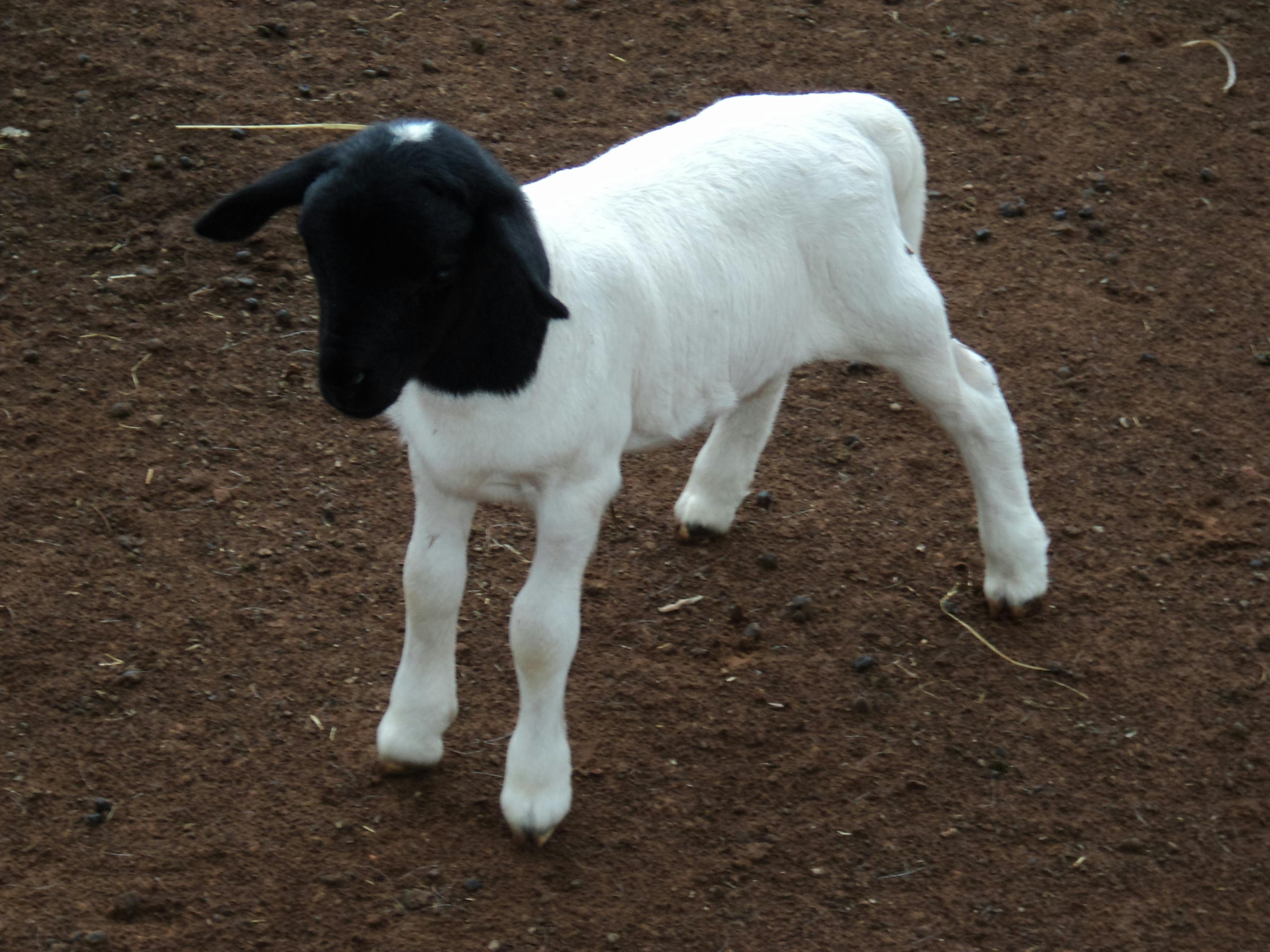 Free stock photo of animals, cute, farm