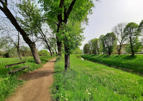 Trees on a Grassy Field