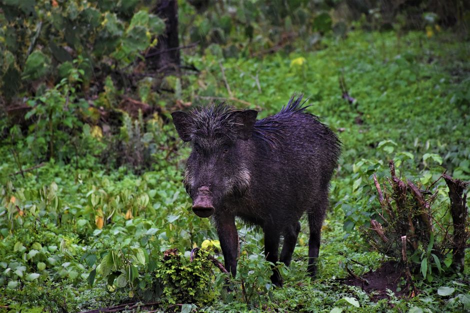 Dense wildlife gathering in Pantanal wetlands with caiman, birds, and capybaras