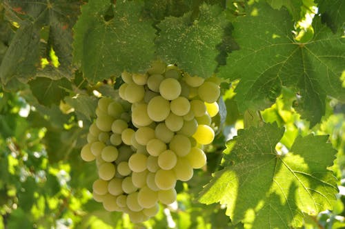 Bunch of Green Grapes with Green Leaves