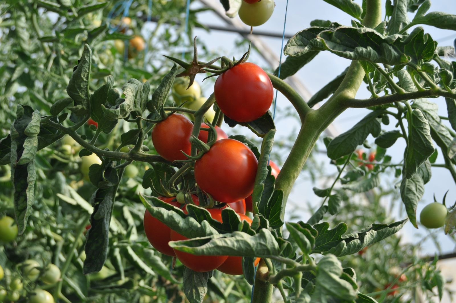 Ripe tomatoes ripening on the vine
