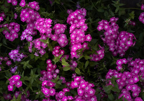 Free Fotos de stock gratuitas de bonito, botánico, color Stock Photo