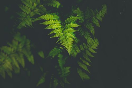 Free Artistic photograph of vibrant green fern leaves against a dark, moody background. Stock Photo