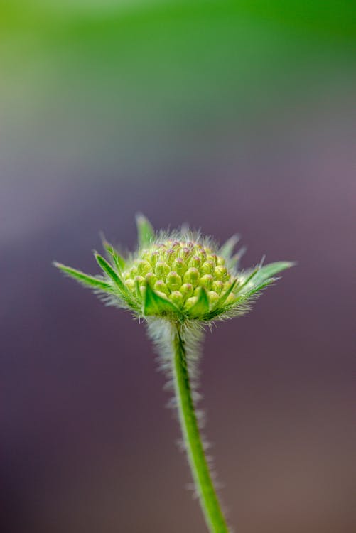 Free Green Flower Bud in Close Up Photography Stock Photo