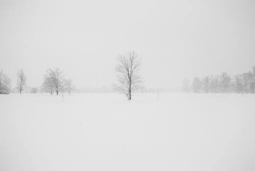 Fotografi Pohon Tak Berdaun Dikelilingi Salju