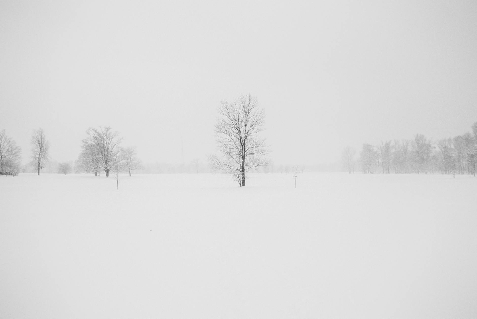 A serene winter landscape featuring snow-covered trees and a snowy field under a foggy sky.