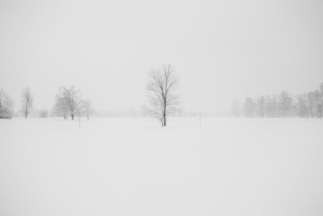 被雪包圍的無葉樹的攝影