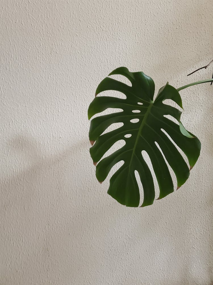 Leaf With Symmetrically Cut Lines And Dots On White Background