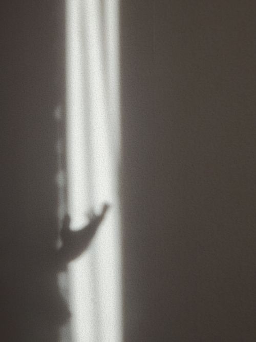 Free Shadow of opened hand in ray of sunlight casting on white wall in dark room Stock Photo