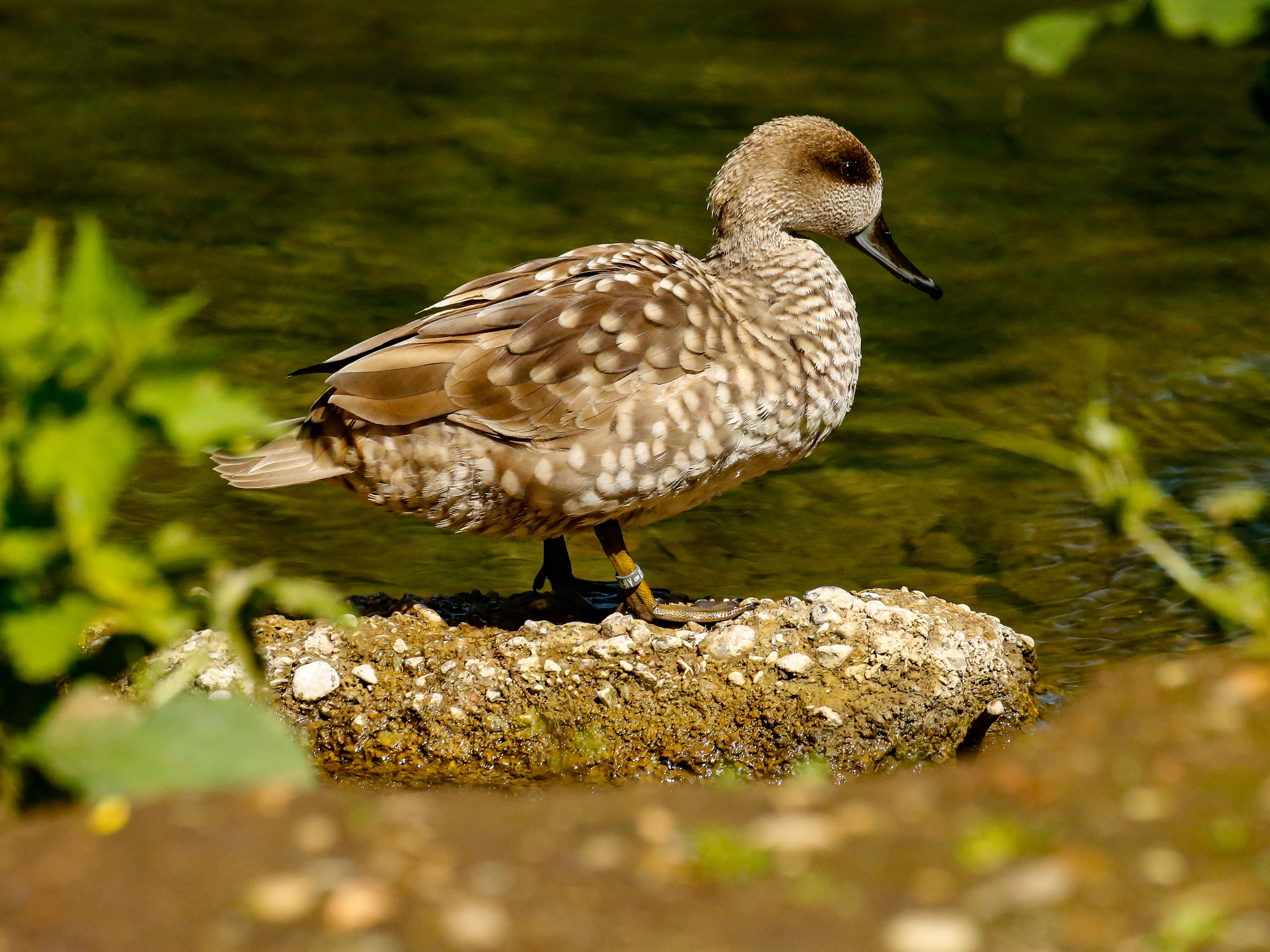 Spectacled Duck Photos, Download The BEST Free Spectacled Duck Stock ...