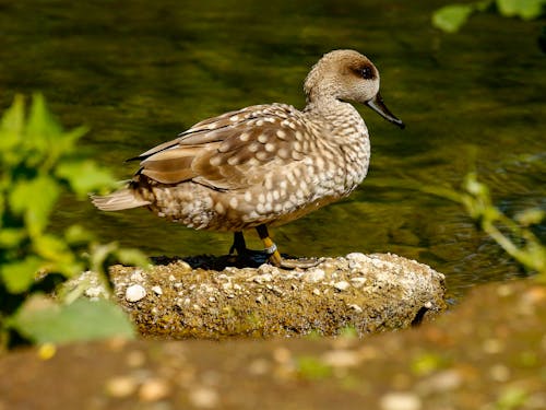 Close-Up Shot of a Duck Standing on a Rock