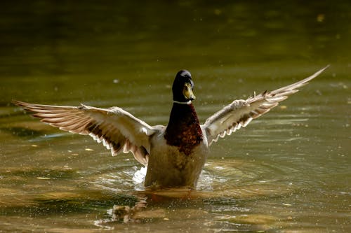 Immagine gratuita di acqua, ali, anatra