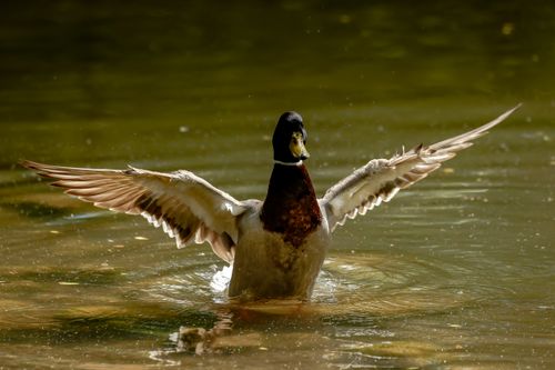 Free A mallard duck gracefully spreads its wings while standing in a tranquil pond. Stock Photo