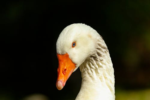 Close-Up Shot of a Goose