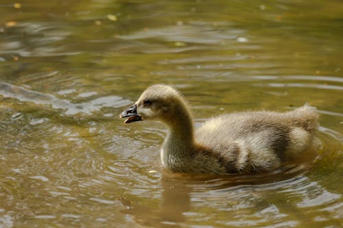 Brown Duck Swimming on Water