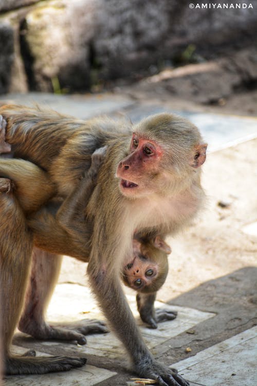 Free stock photo of animal, animal photography, baby monkey