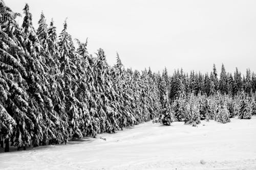 Fotobanka s bezplatnými fotkami na tému borovice, chladný, čierny a biely