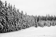 在罗马尼亚布丁，一个宁静的冬季森林场景中，白雪覆盖着松树