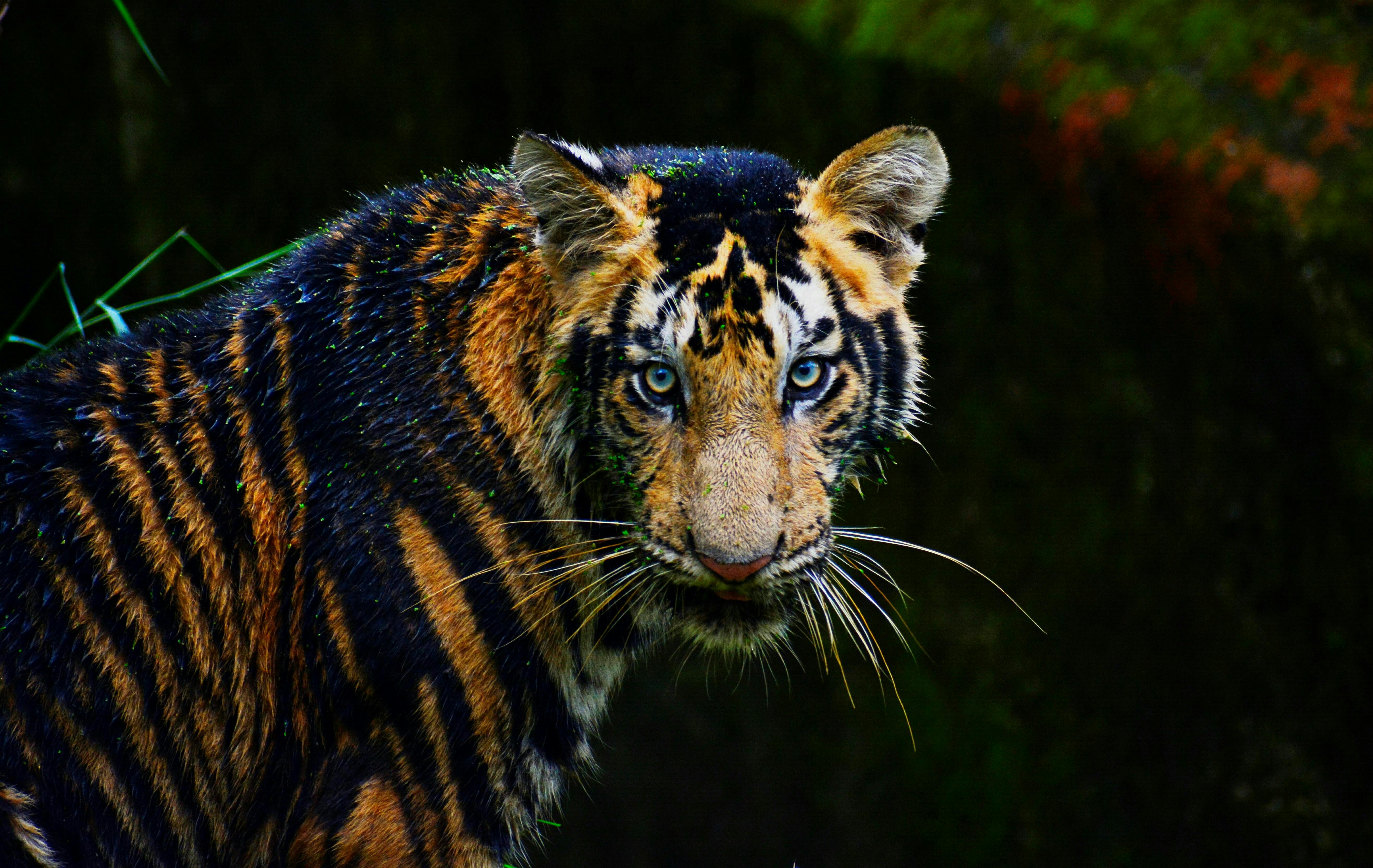 Premium Photo | Bedraggled small wildcat or bobcat on blurred background  generative ai