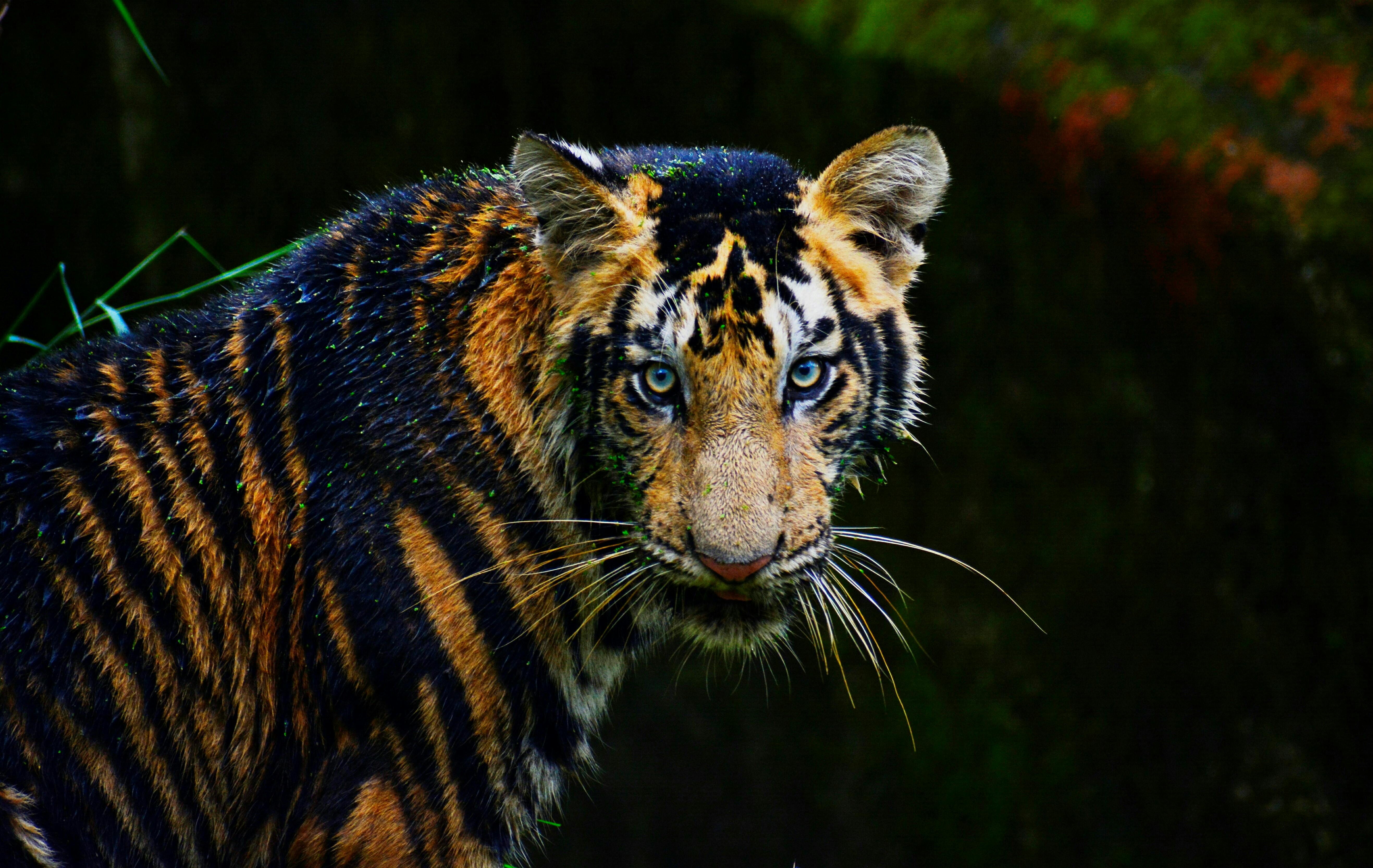 This new Google feature allows you to click photos with tiger