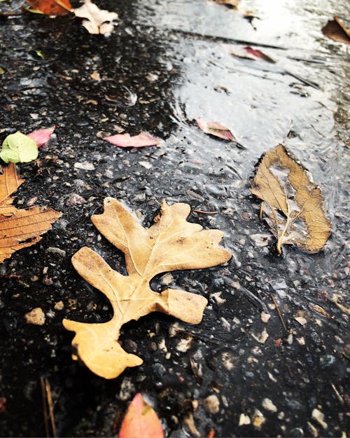 Безкоштовне стокове фото на тему «земля, листя, мокрий»