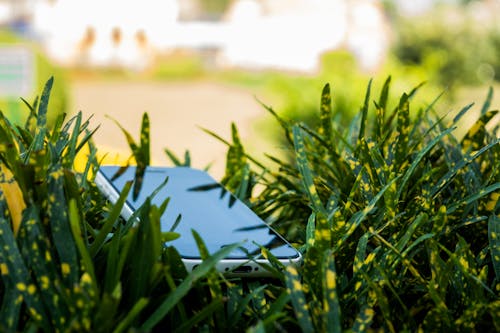 Fotografia Com Foco Seletivo Do I Phone Preto Perto Das Plantas