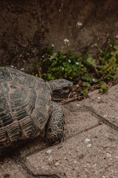 Detailed close-up of a tortoise with textured shell, exploring a garden path.