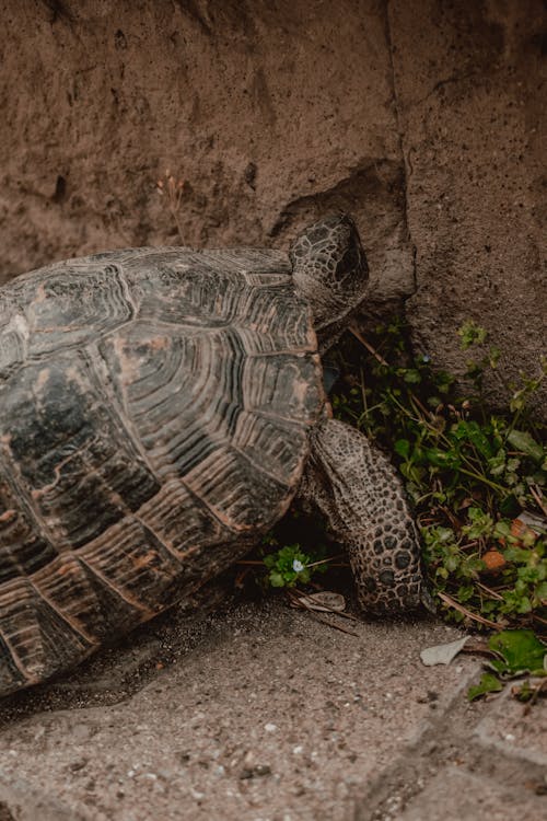 A Turtle on the Ground