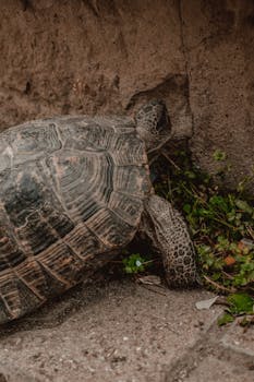 A turtle slowly crawls on grassy ground near a concrete wall, showcasing its detailed shell texture.