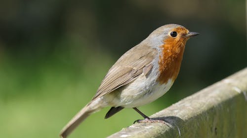 Close-Up Shot of a European Robin 