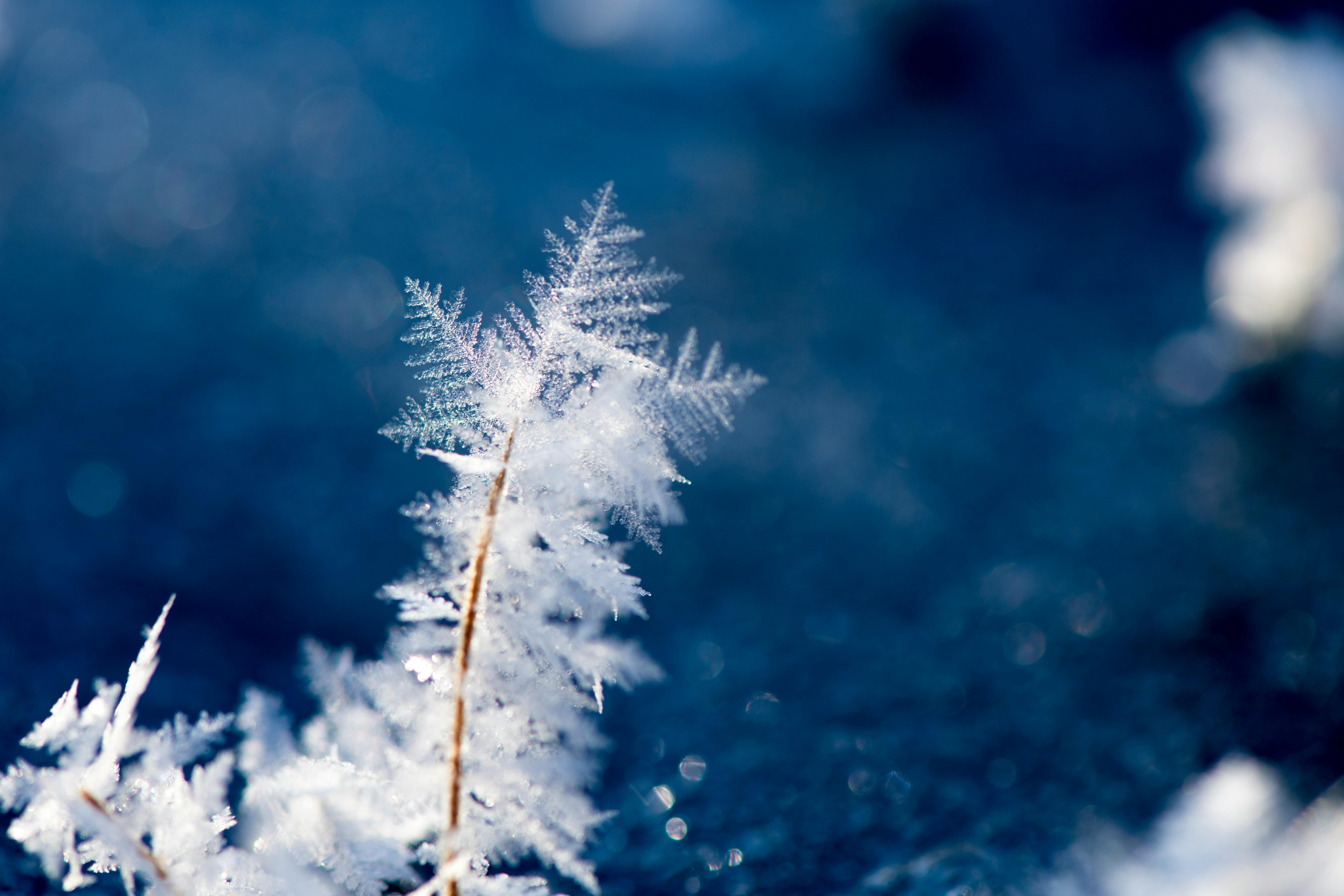 macro photography snowflakes