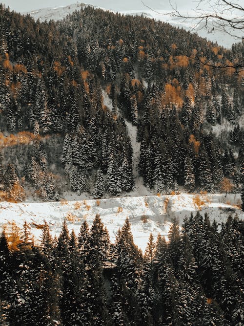 Forest on Hills in Winter