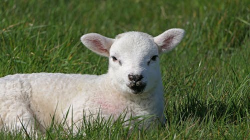 Free White Sheep on Green Grass  Stock Photo